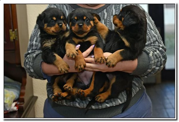 regalo cuccioli di rottweiler maschio e femmina