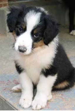 adorali cuccioli di english shepherd femminucce e maschietti disponibili per ladozione gratuita i c
