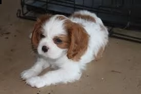 adorali cuccioli di cavalier king femminucce e maschietti disponibili per ladozione gratuita 