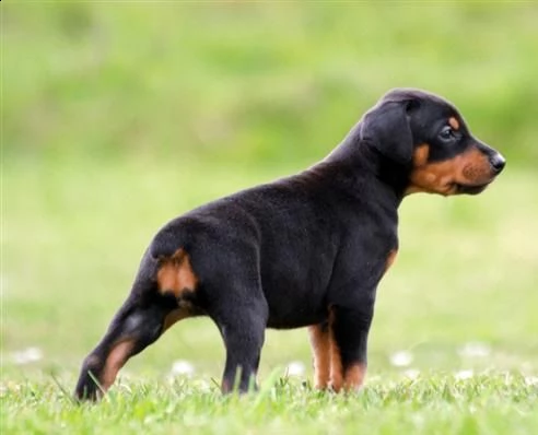 adorali cuccioli di pinscher doberman femminucce e maschietti disponibili per ladozione gratuita i 
