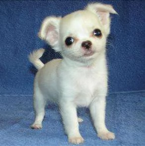 adorabili cuccioli di micro chihuahua femminucce e maschietti disponibili per ladozione gratuita i 