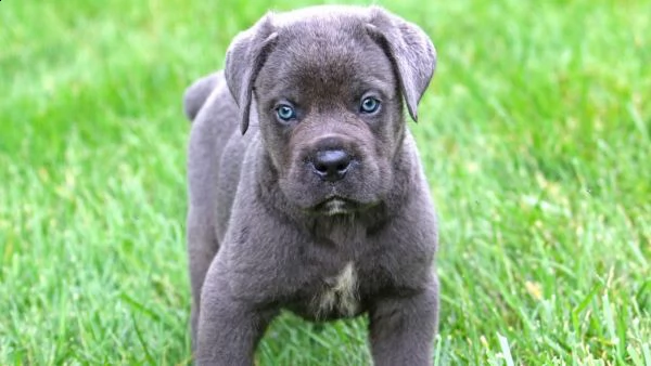 adorabili cuccioli di cane corso femminucce e maschietti disponibili per ladozione gratuita i cucci