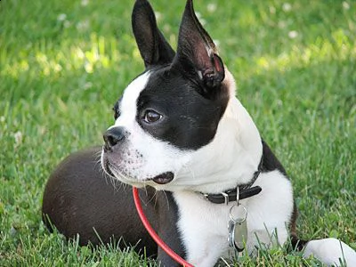 adorabili cuccioli di boston terrier femminucce e maschietti disponibili per ladozione gratuita i c