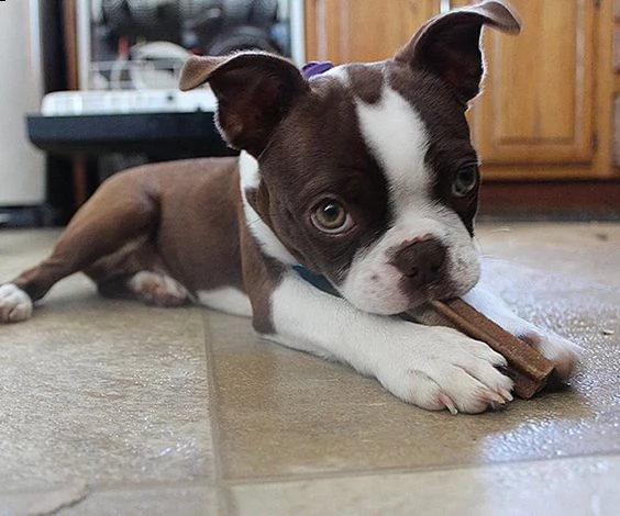 adorabili cuccioli di boston terrier 