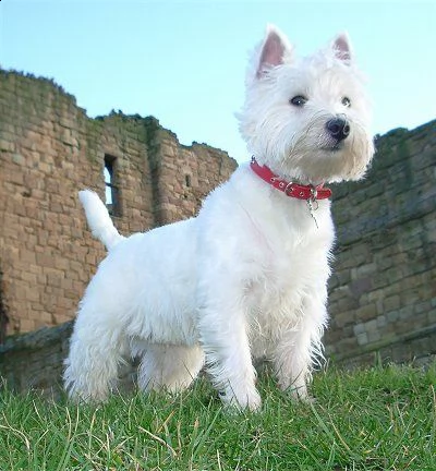 adorabili cuccioli di west highland femminucce e maschietti disponibili per ladozione