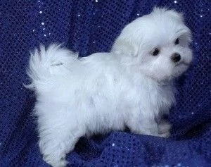 meraviglioso cucciolo di t bianco maltese che ama rimbalzare per seguirti e cercare di attirare 