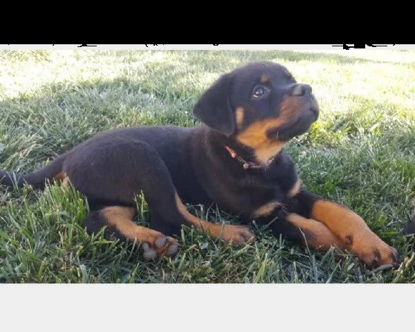 cucciolo di rottweiler maschio e femmina in vendita | Foto 2