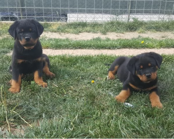 cucciolo di rottweiler maschio e femmina in vendita | Foto 1