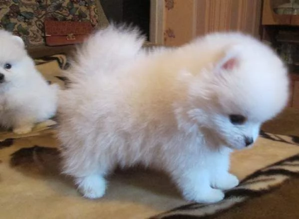 disponiamo cuccioli di spitz pomerania toy teneri e puri di 2 mesi e mezzo