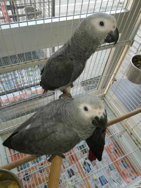 pappagalli cenerino pronti | Foto 0