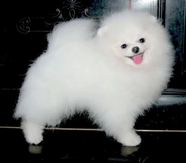 spitz di pomerania nano