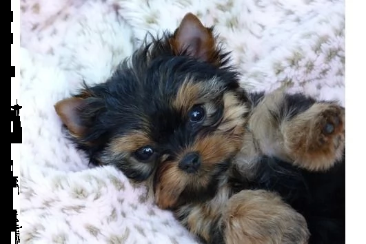 yorkshire terrier