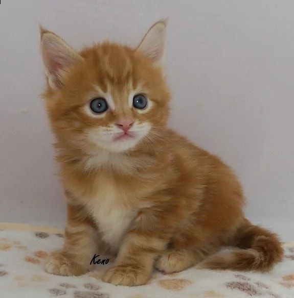 maine coon cuccioli