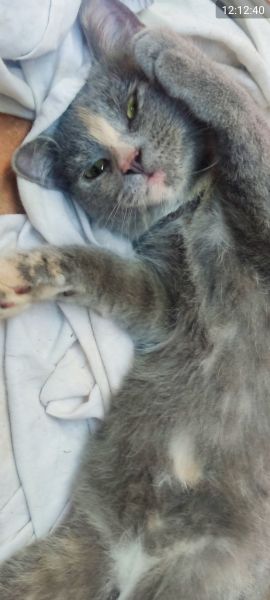 British Shorthair Silver Chinchilla  | Foto 6