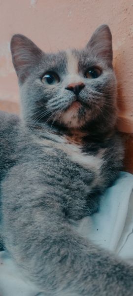 British Shorthair Silver Chinchilla  | Foto 5