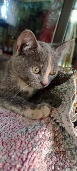 British Shorthair Silver Chinchilla 