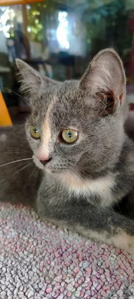 British Shorthair Silver Chinchilla  | Foto 3