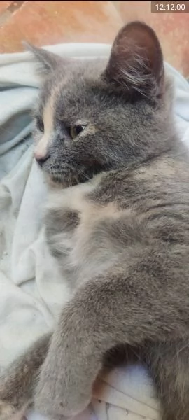 British Shorthair Silver Chinchilla  | Foto 0