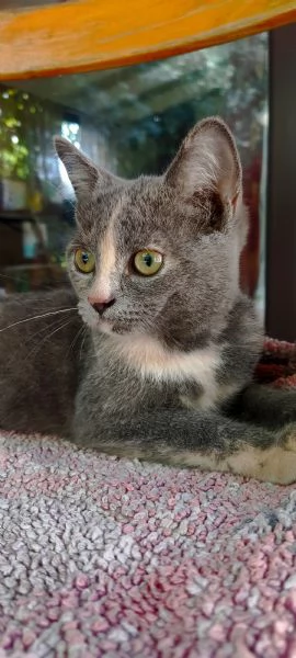 British Shorthair Silver Chinchilla  | Foto 2
