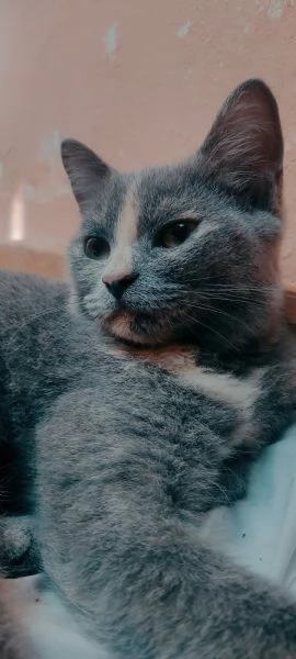 British Shorthair Silver Chinchilla 