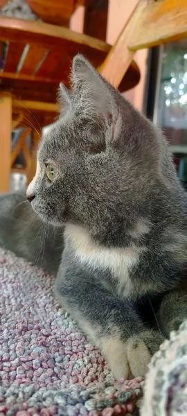 British Shorthair Silver Chinchilla  | Foto 1