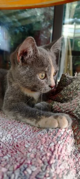 British Shorthair Silver Chinchilla  | Foto 0