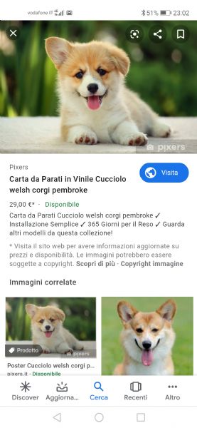 Annunci Corgi Regalo Cani lia Piccola In Vendita Cuccioli Di Corgi Da Privati E Allevamenti Pag 1 Di 1