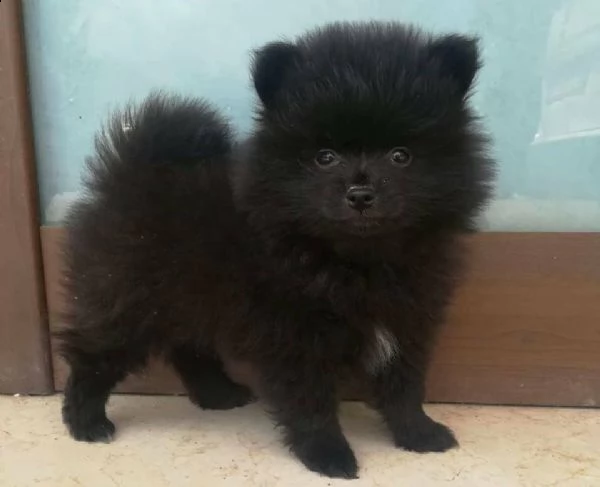 vendesi cuccioli di spitz nano tedesco disponibili maschi color nero i