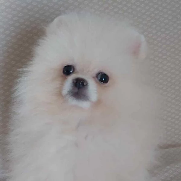 disponibile maschio e femmina  3 mesi colore crema pedigree 