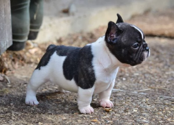 bulldog francese eccellente