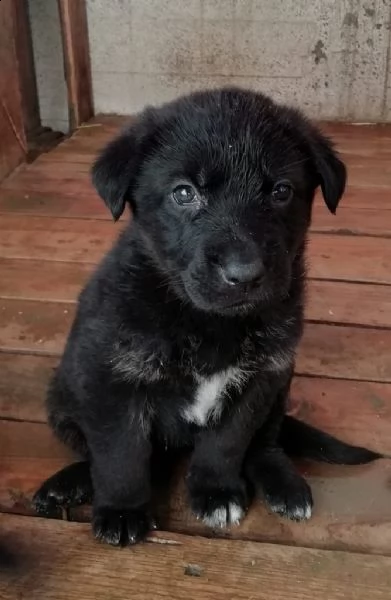 Regalo Cucciolo Da Privato A Cs Regalo Cuccioli Incrocio Pastore