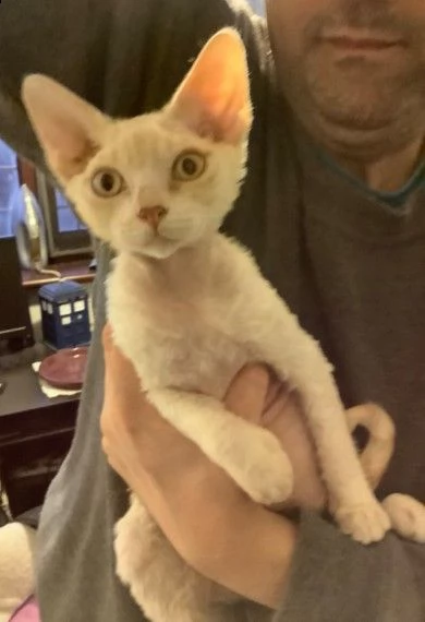 molto bella e sani gattini devon rex per adozione maschi e femmine disponibili gratis 