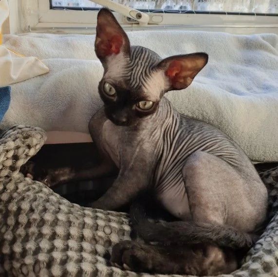 Regalo Sphynx Da Privato A Milano Molto Bella E Sani Gattini Sphynx Per Adozione Maschi E Femmine Disponibili Gratis