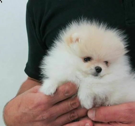 disponiamo cucciolini volpini pomerania toy piccolissimi sanissimi e morbidissimi 