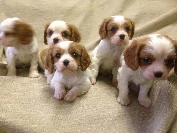 regalo bellissimo cuccioli di cavalier king con pedigree