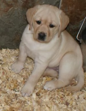regalo labrador cuccioli disponibile per ladozione