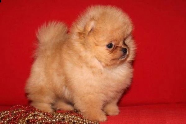disponiamo cuccioli di spitz pomerania toys vivacissimi e buonissimi di 70 giorni