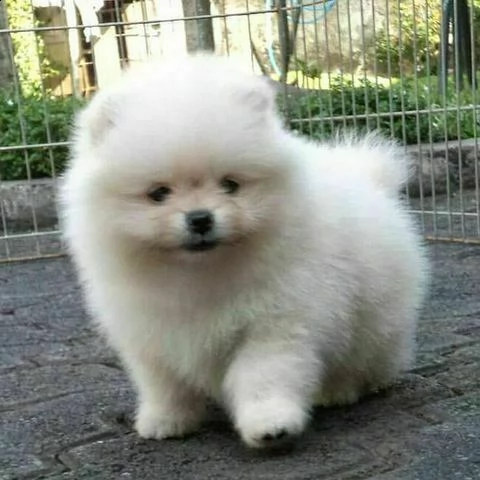 cuccioli di volpino di pomerania champagne toy di 60 giorni con primo vaccino 