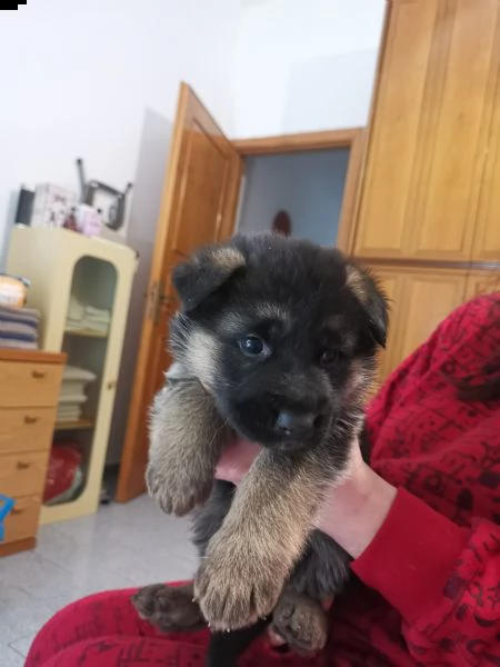  cucciolo di pastore tedesco 