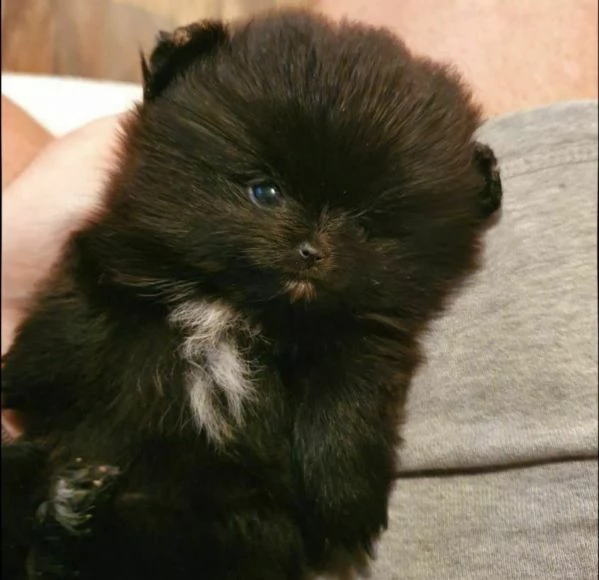  cuccioli spitz nano volpino pomerania toy nero 