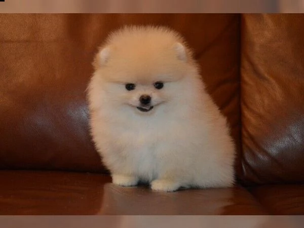 disponibili cuccioli bellissimi di spitz pomerania toy solari e dolcissimi di 70 giorni