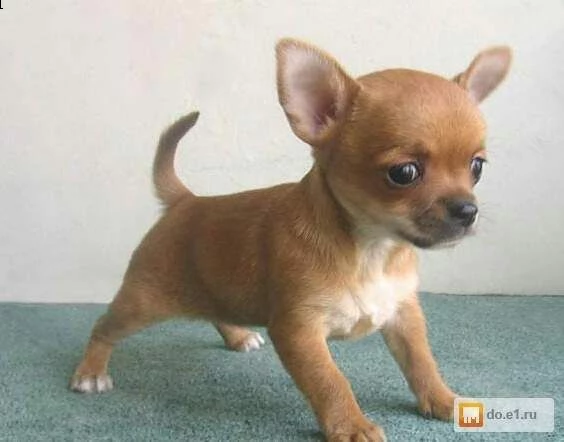 disponiamo cuccioli di chihuahua toy sani e ottimi di 23 mesi di alta geneologia