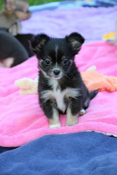 Gioco Interattivo Dispenser Crocchette Per Cani E Gatti – Seaty Pet - Foto 10