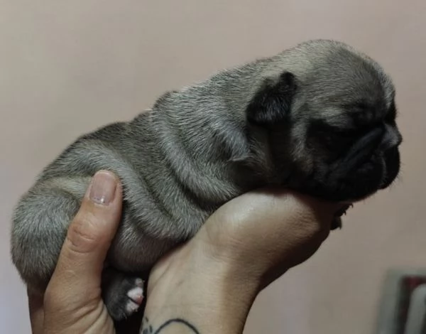 Bouledogue francese esotico | Foto 6