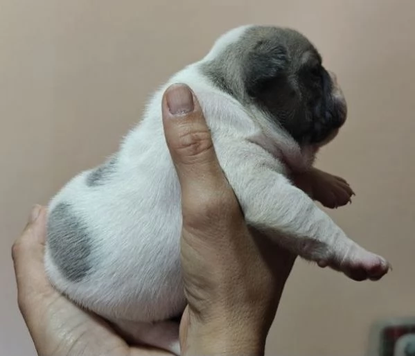Bouledogue francese esotico | Foto 5
