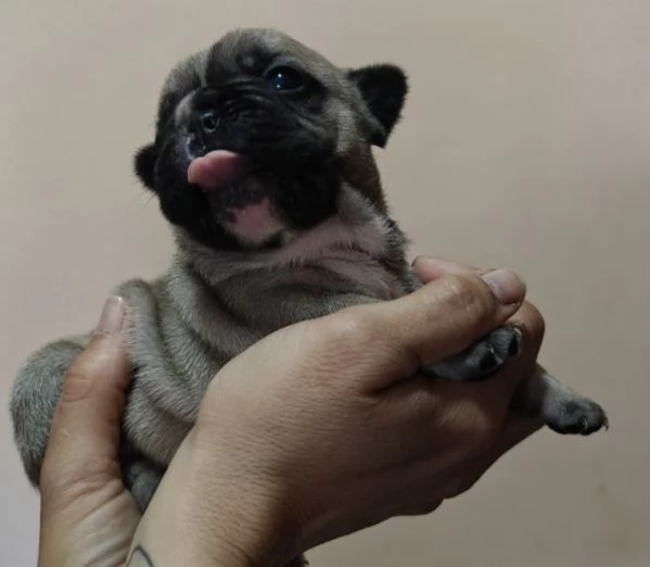 Bouledogue francese esotico | Foto 4