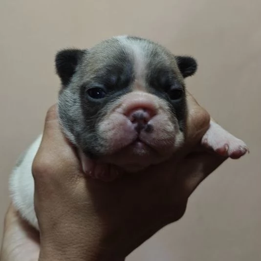 Bouledogue francese esotico | Foto 3