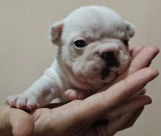 Bouledogue francese esotico | Foto 2