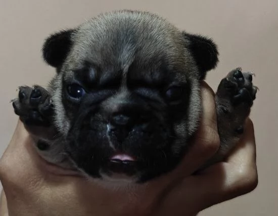 Bouledogue francese esotico