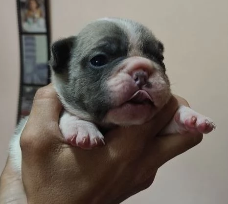 Bouledogue francese esotico | Foto 1